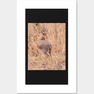 Dik Dik Posters and Art